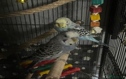 Budgerigars birds for sale: 2 male hand reared budgies with full set up - Image 4