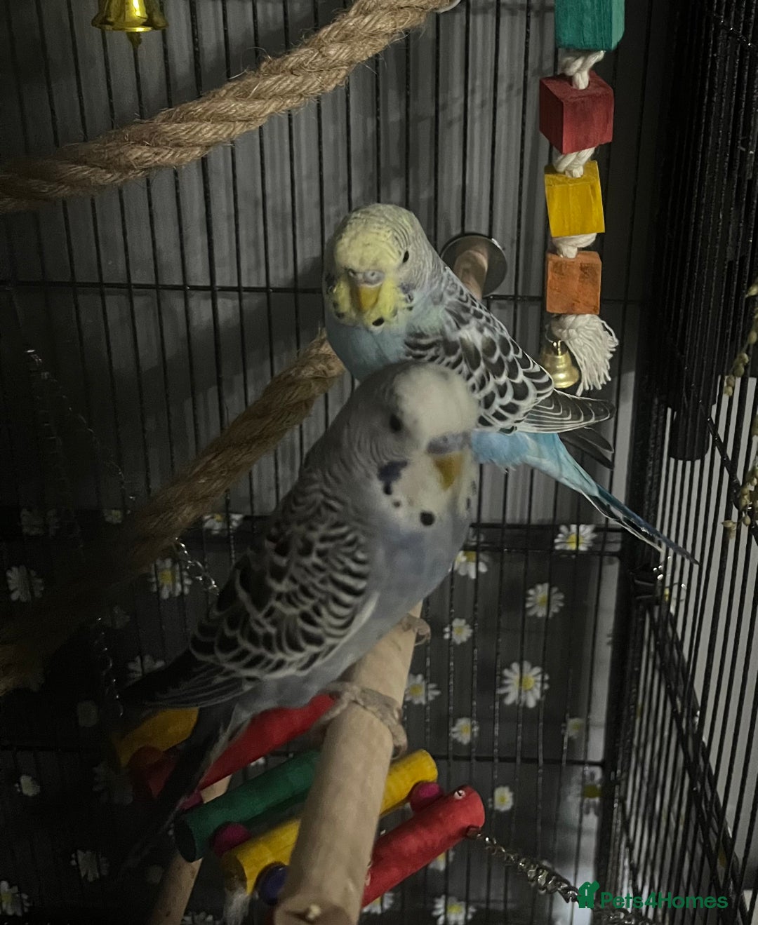 Budgerigars birds for sale: 2 male hand reared budgies with full set up - Image 4