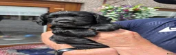 Cocker Spaniel dogs for sale: Cocker spaniel puppies - Advert 7