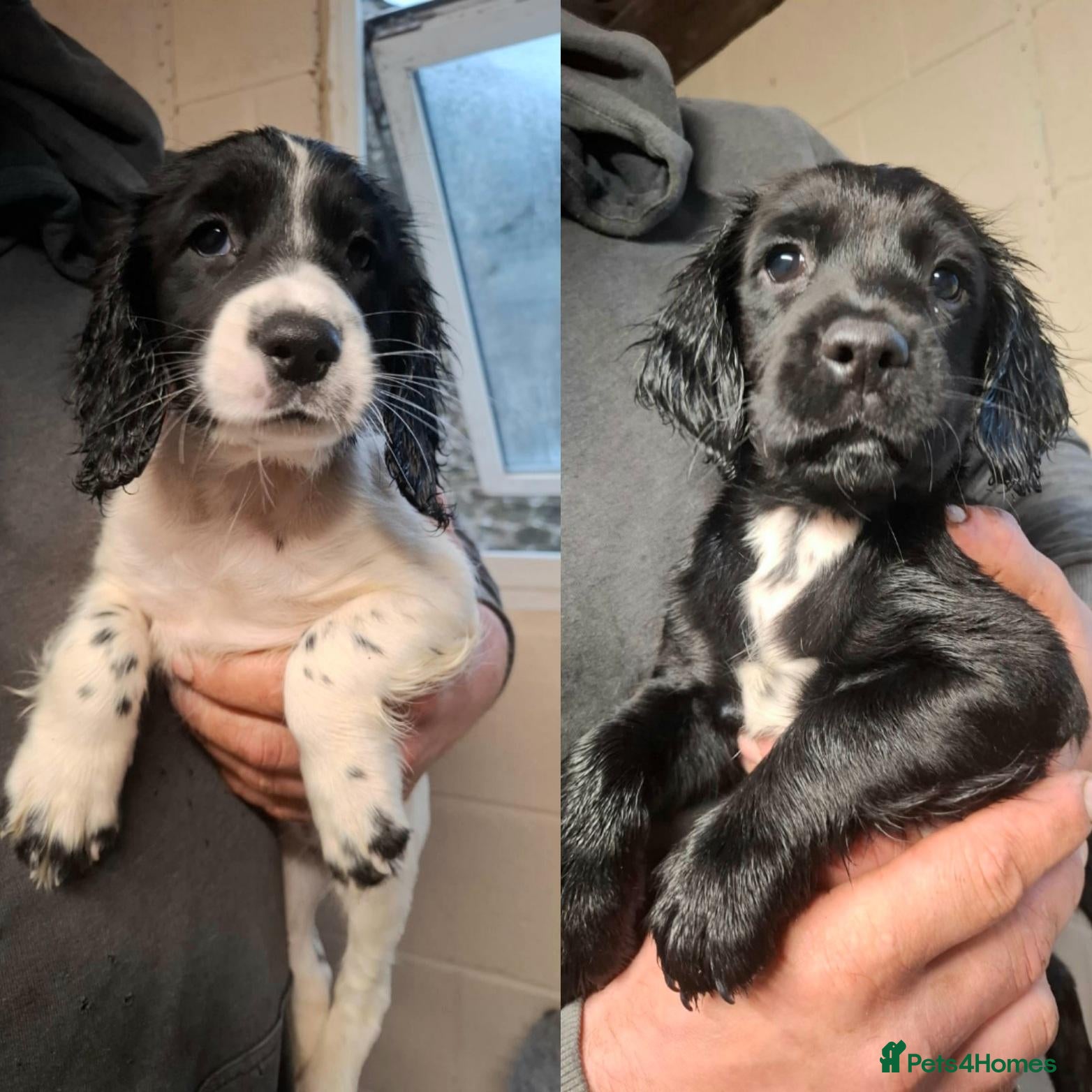 Sprocker dogs Working Sprocker pups for sale - Advert 1