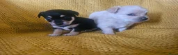 Chorkie dogs for sale: Beautiful chorkies  - Advert 10