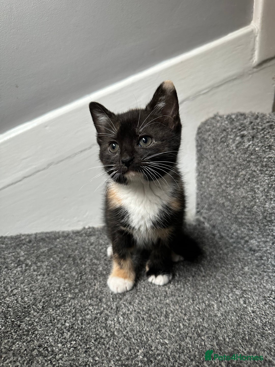 Mixed Breed cats for sale: Calico Female looking for home  - Image 4