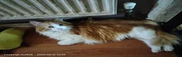 Norwegian Forest Cat cats for sale: GORGEOUS CONFIDENT DOG & HOOVER PROOF FLUFFY BOYS in Ipswich - Advert 2