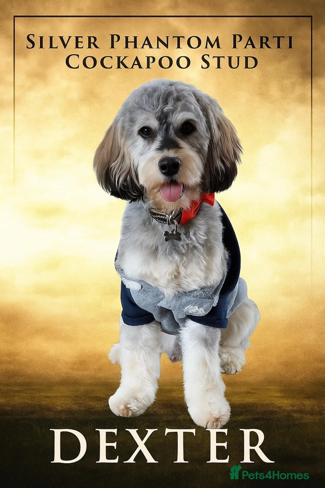 Cockapoo dogs for stud: Silver Phantom Parti Cockapoo for Stud - Advert 3