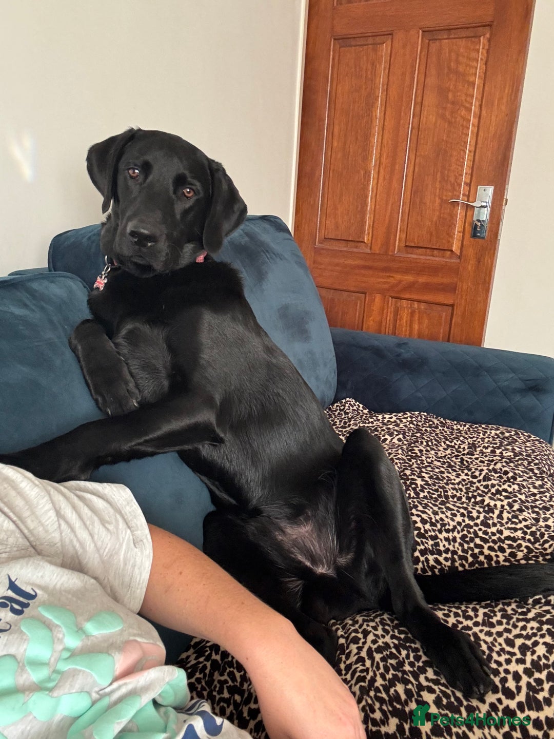 Labrador Retriever dogs for sale: 10 month male (intact) Labrador for sale - Advert 1