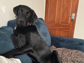 Labrador Retriever dogs 10 month Labrador for sale - Advert 3