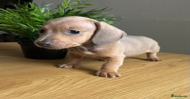 Miniature Dachshund dogs - Advert 15