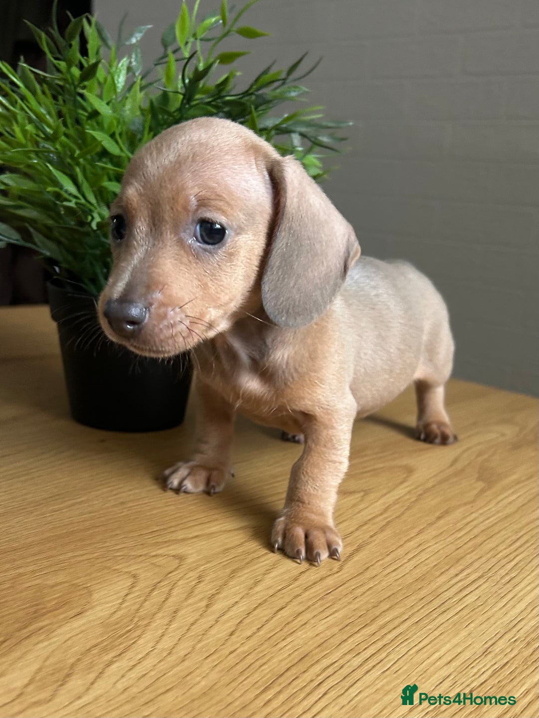 Miniature Dachshund dogs for sale: Tiny miniature kc dachshunds LAST GIRL   - Image 5