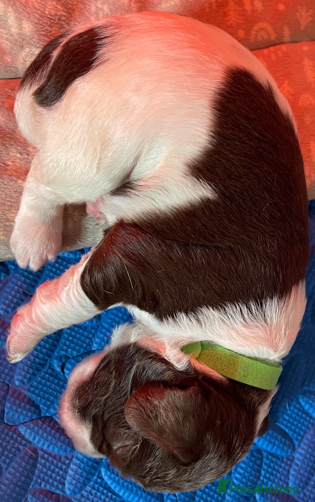 English Springer Spaniel dogs for sale: Beautiful English Springer Spaniel Puppies - Image 10