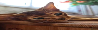 Abyssinian 1 sold