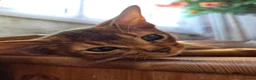 Abyssinian cats for sale: Pure Pedegree Aby kitten - Advert 11