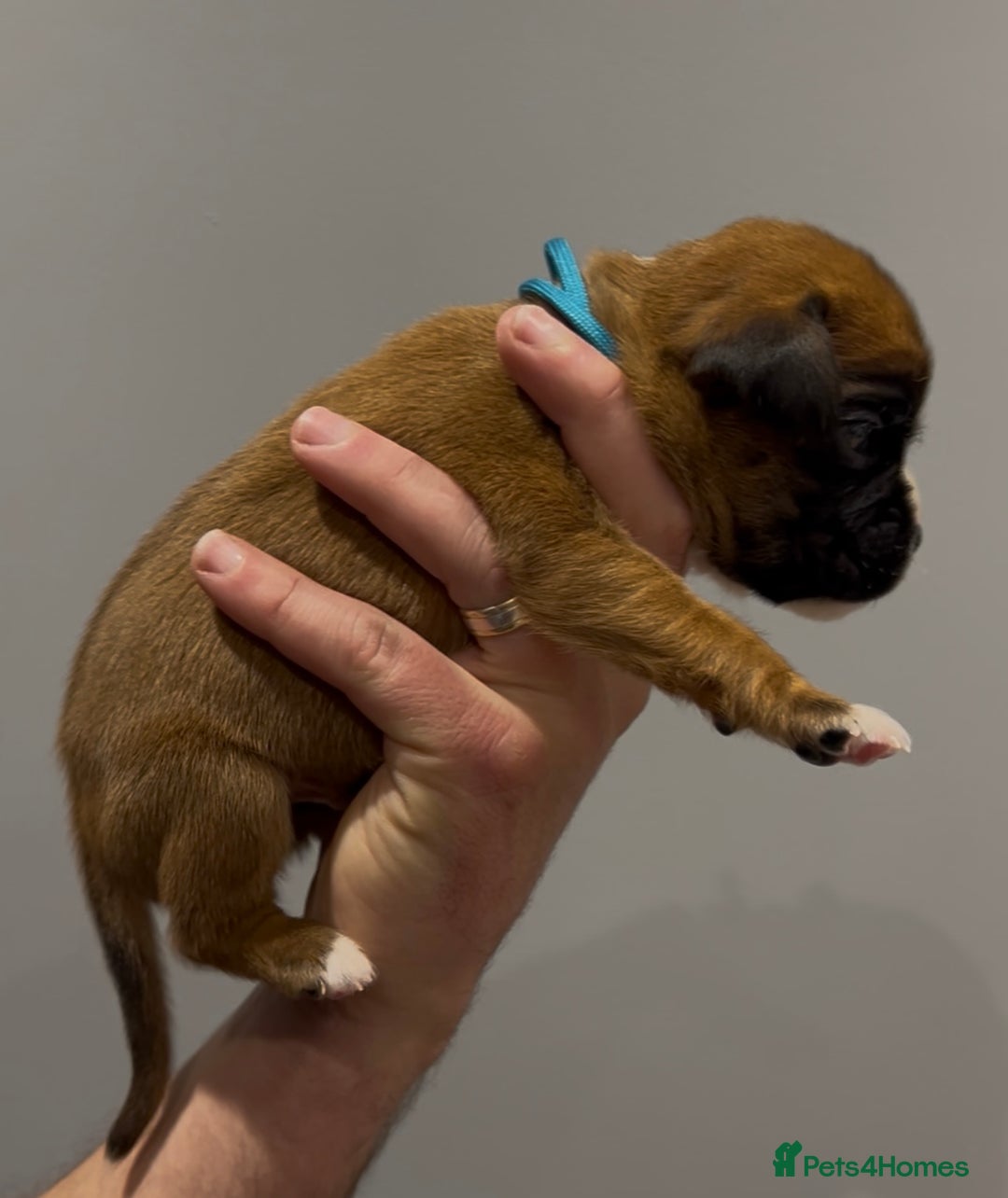 Boxer dogs for sale: 9 Beautiful Boxer Puppies - Pet Only  - Advert 6