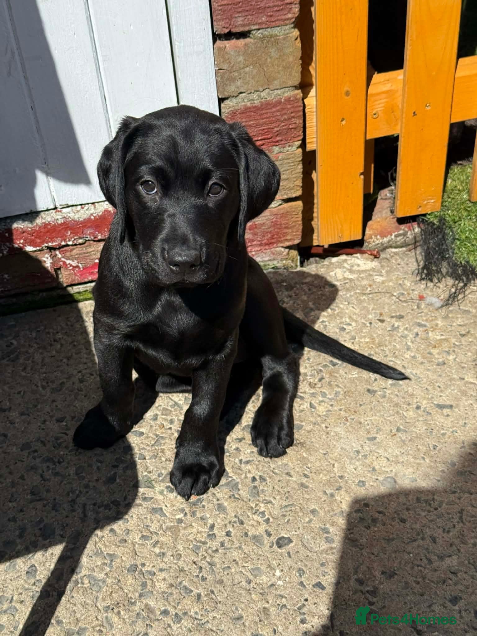 Labrador Retriever dogs KCReg Black Labrador Puppies - Advert 1