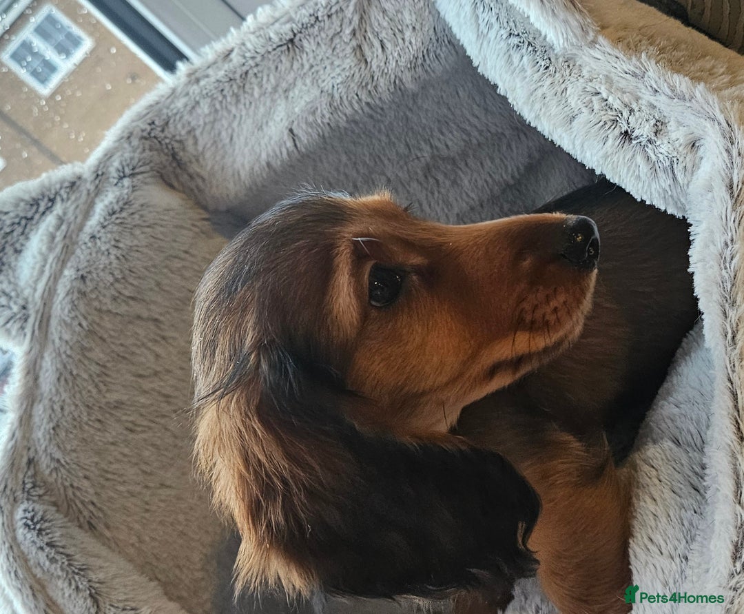 Miniature Dachshund dogs for sale: Ready now 🩵🩵🩵🩷 - Advert 30