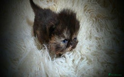 Persian cats for sale: Beautiful and Rare Purebred Persian Kittens - Image 8
