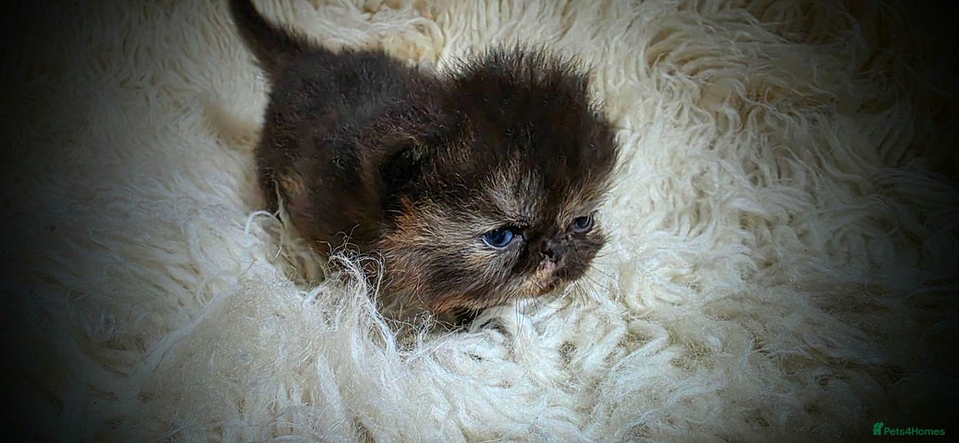 Persian cats for sale: Beautiful and Rare Purebred Persian Kittens - Image 8