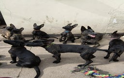 Belgian Shepherd Dog dogs for sale: Dutch Pure Bred Shepherd Puppies  - Image 14