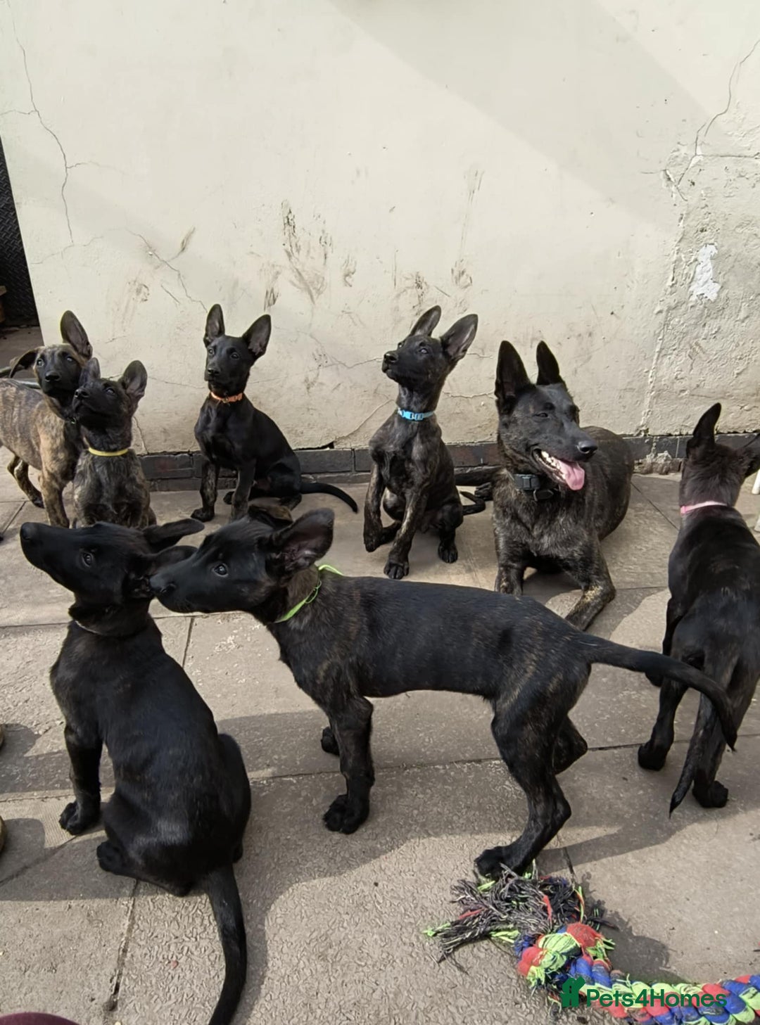 Belgian Shepherd Dog dogs for sale: Dutch Pure Bred Shepherd Puppies  - Image 14