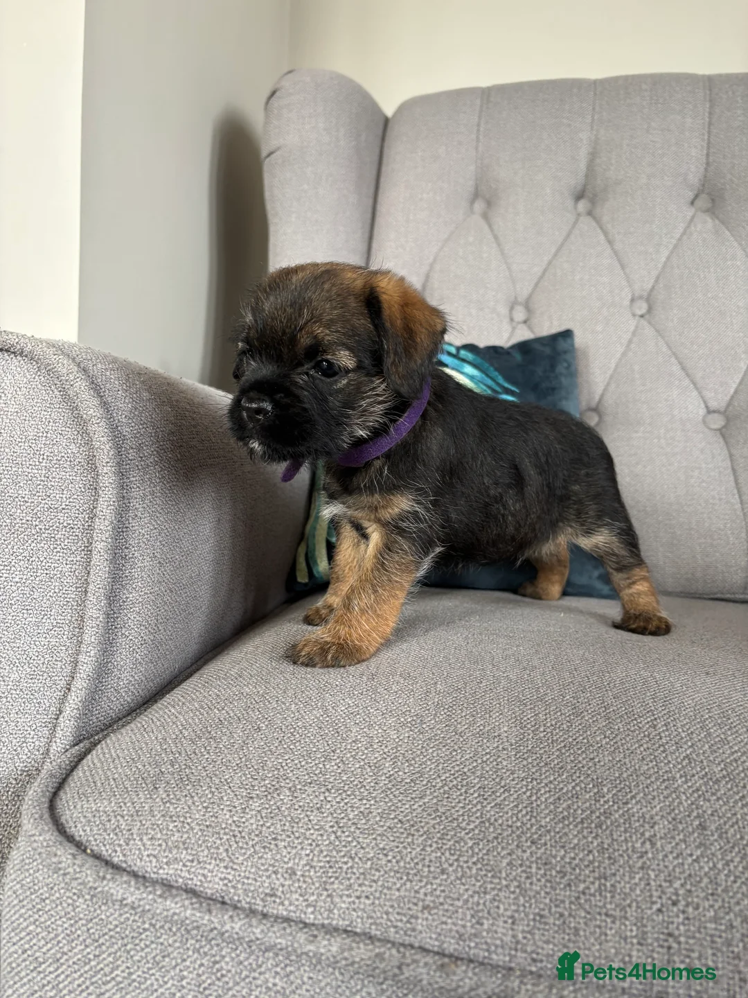 Border Terrier dogs for sale: Pedigree K C Reg Border Terrier Puppies  - Advert 2