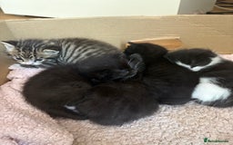Bengal cats for sale: Half bengal mix  - Image 7