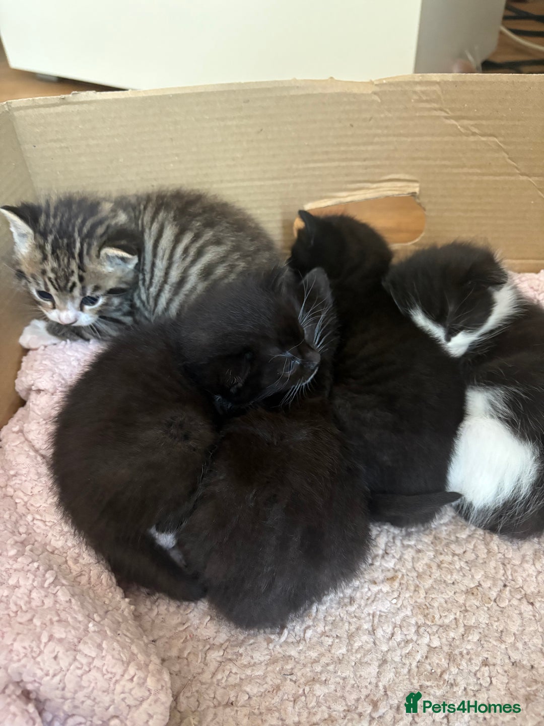 Bengal cats for sale: Half bengal mix  - Image 7