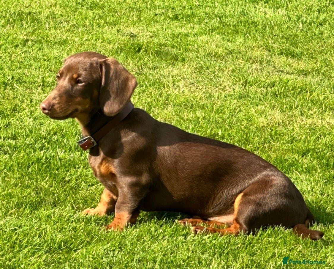 Miniature Dachshund dogs Superb Quality babies - Advert 1