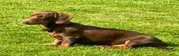 Miniature Dachshund dogs for sale: Superb Quality babies in Sleaford - Advert 1