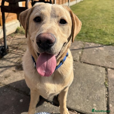 Labrador Retriever dogs intelligent labrador retriever male - Advert 2