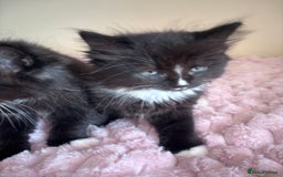 Maine Coon cats for sale: Maine Coon Cross Kittens  - Image 18