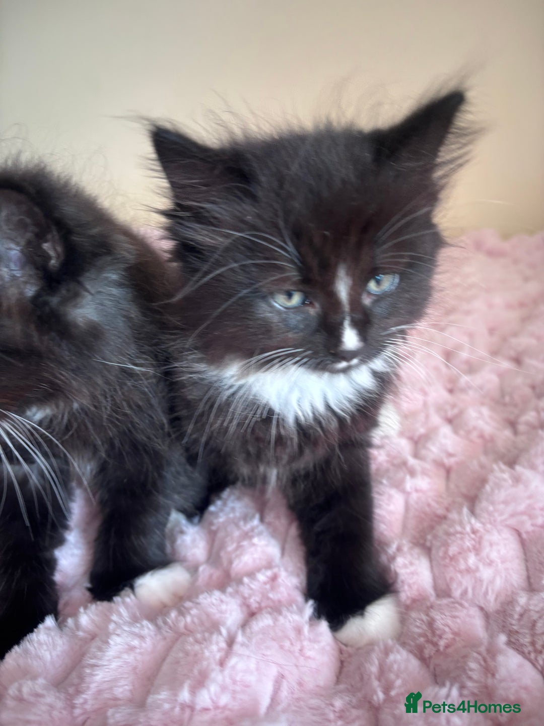Maine Coon cats for sale: Maine Coon Cross Kittens  - Image 18