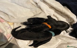 Cane Corso dogs for sale: Cane Corso Puppies Looking for Their Forever Homes - Advert 8