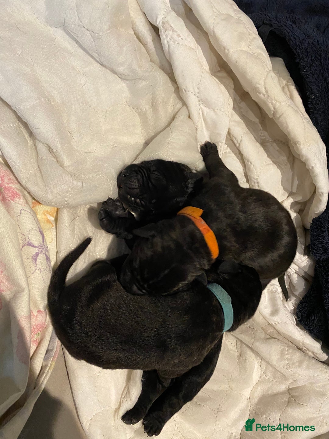Cane Corso dogs for sale: Cane Corso Puppies Looking for Their Forever Homes - Advert 8