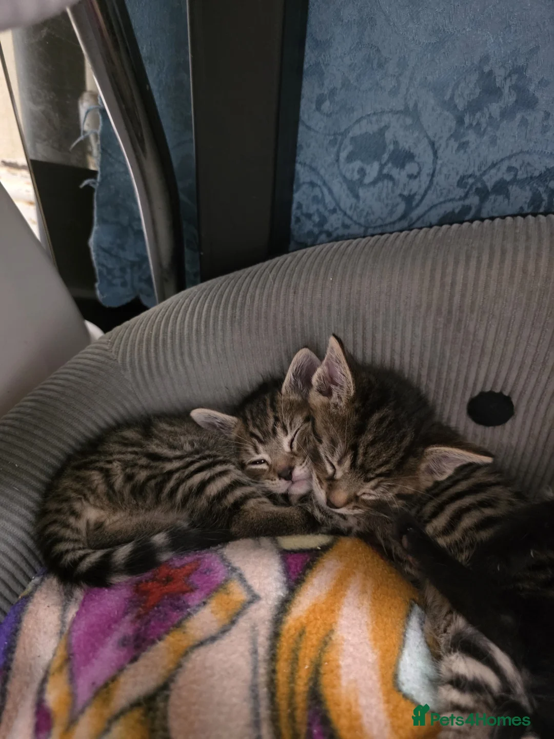 Domestic Shorthair cats for sale: 3 Mixed Breed domestic shorthair kitten for sale - Advert 2