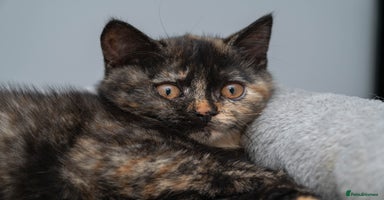 British Shorthair cats - Advert 8