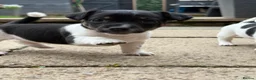 Jack Russell dogs for sale: 3 beautiful Jack Russell girls - Advert 3