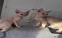 Devon Rex cats for sale: 1 girl left. Stunning Devon Rex GCCF kittens  - Image 21