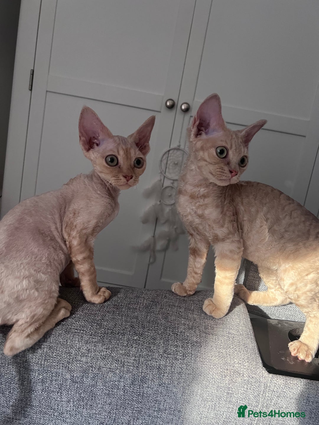 Devon Rex cats for sale: 1 girl left. Stunning Devon Rex GCCF kittens  - Image 21
