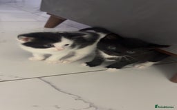 Domestic Shorthair cats for sale: 3 beuatiful Kittens ready for sale - Image 3