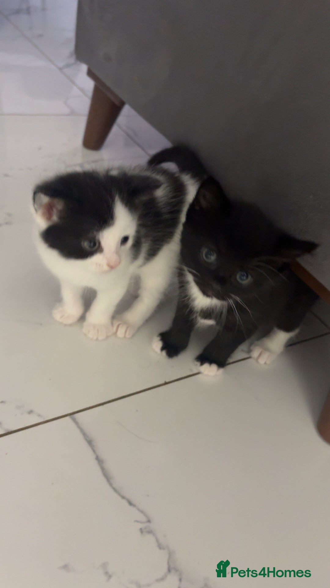 Domestic Shorthair cats for sale: 3 beuatiful Kittens ready for sale - Image 3