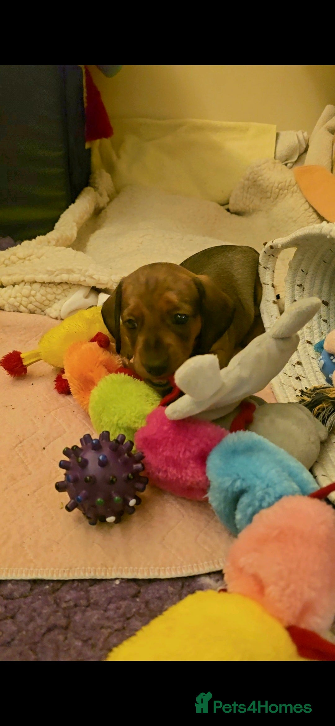 Miniature Dachshund dogs Miniature Dachshund - beautiful Reds in Newark - Advert 14