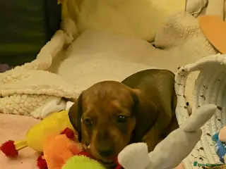 Miniature Dachshund dogs Miniature Dachshund - beautiful Reds in Newark - Advert 5