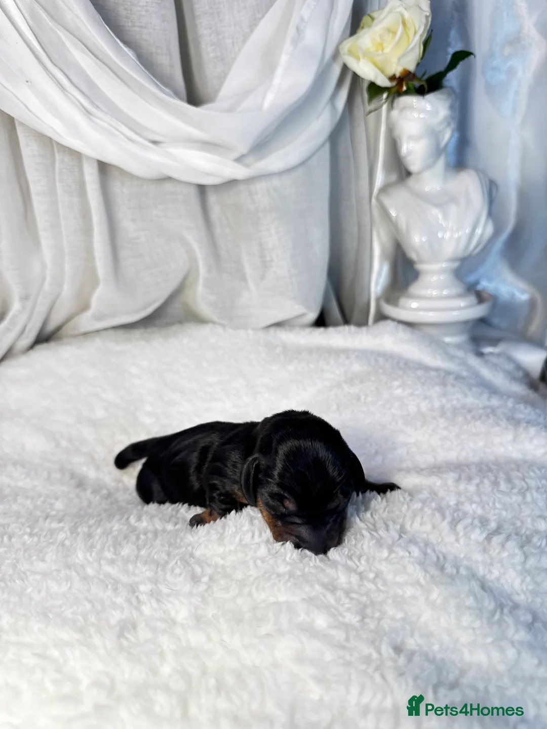 Miniature Dachshund dogs for sale: MINI DACHSHUND PUPPIES💕 KC REGISTERED/PRA CLEAR  - Advert 17