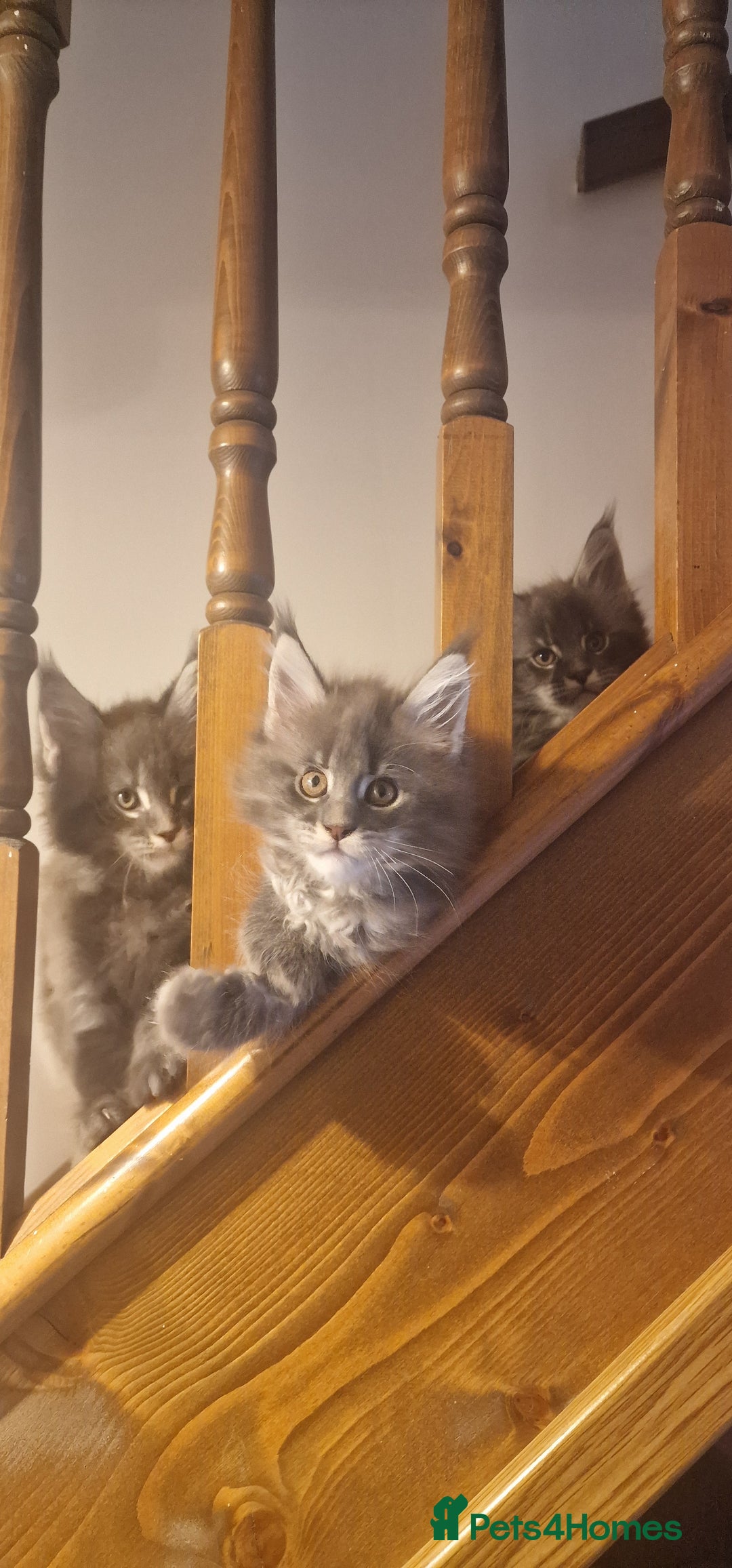 Maine Coon cats for sale: 🐾 Three Majestic Pedigree Maine Coon Kittens! 🏡 - Advert 15