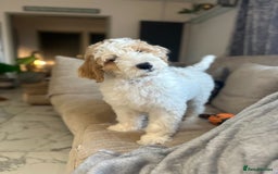 Goldendoodle dogs for sale: Golden Doodle Girl Ready Now - Image 2