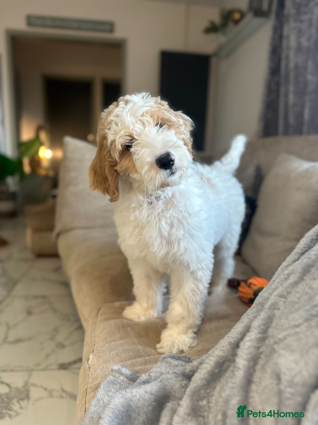 Goldendoodle dogs for sale: Golden Doodle Girl Ready Now - Image 2