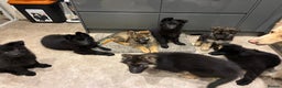 German Shepherd dogs for sale: Straight Back German Shepherd Pups -Ready to leave - Advert 18