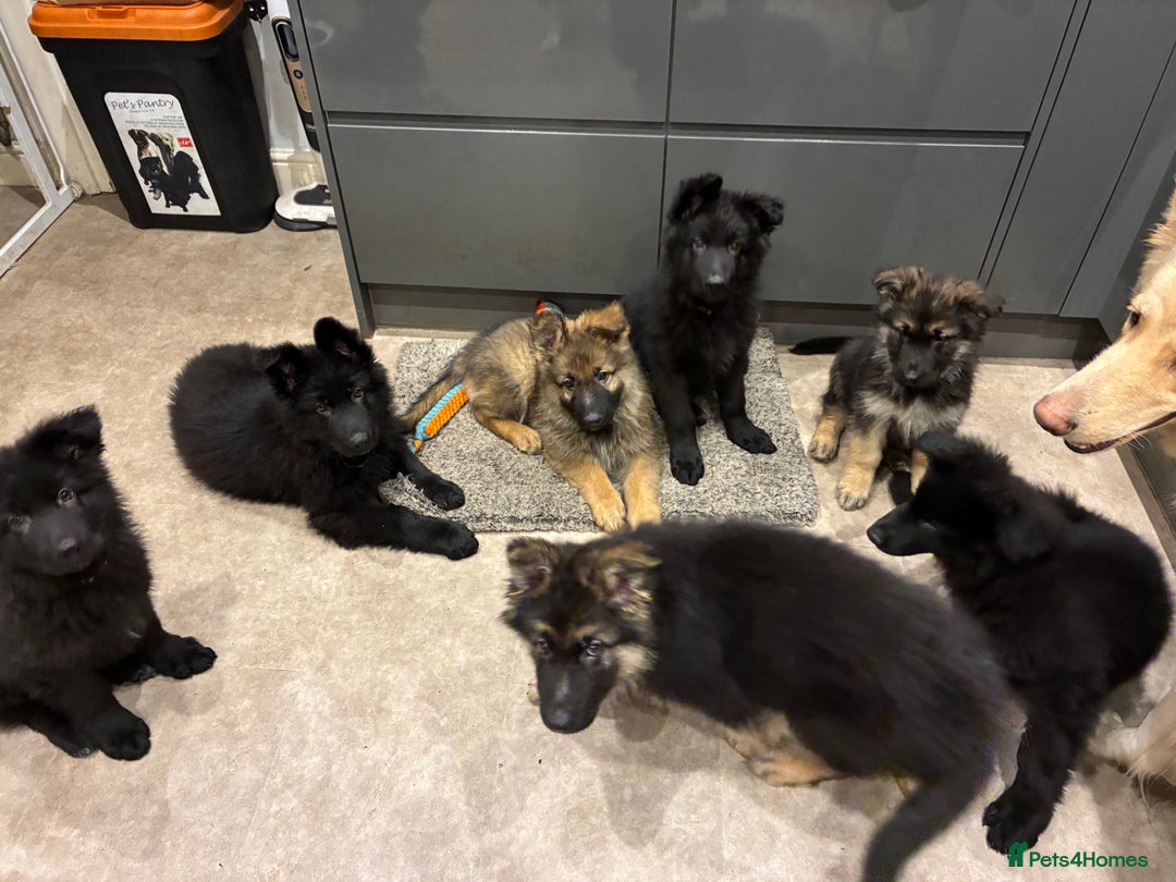 German Shepherd dogs for sale: Straight Back German Shepherd Pups -Ready to leave - Advert 18