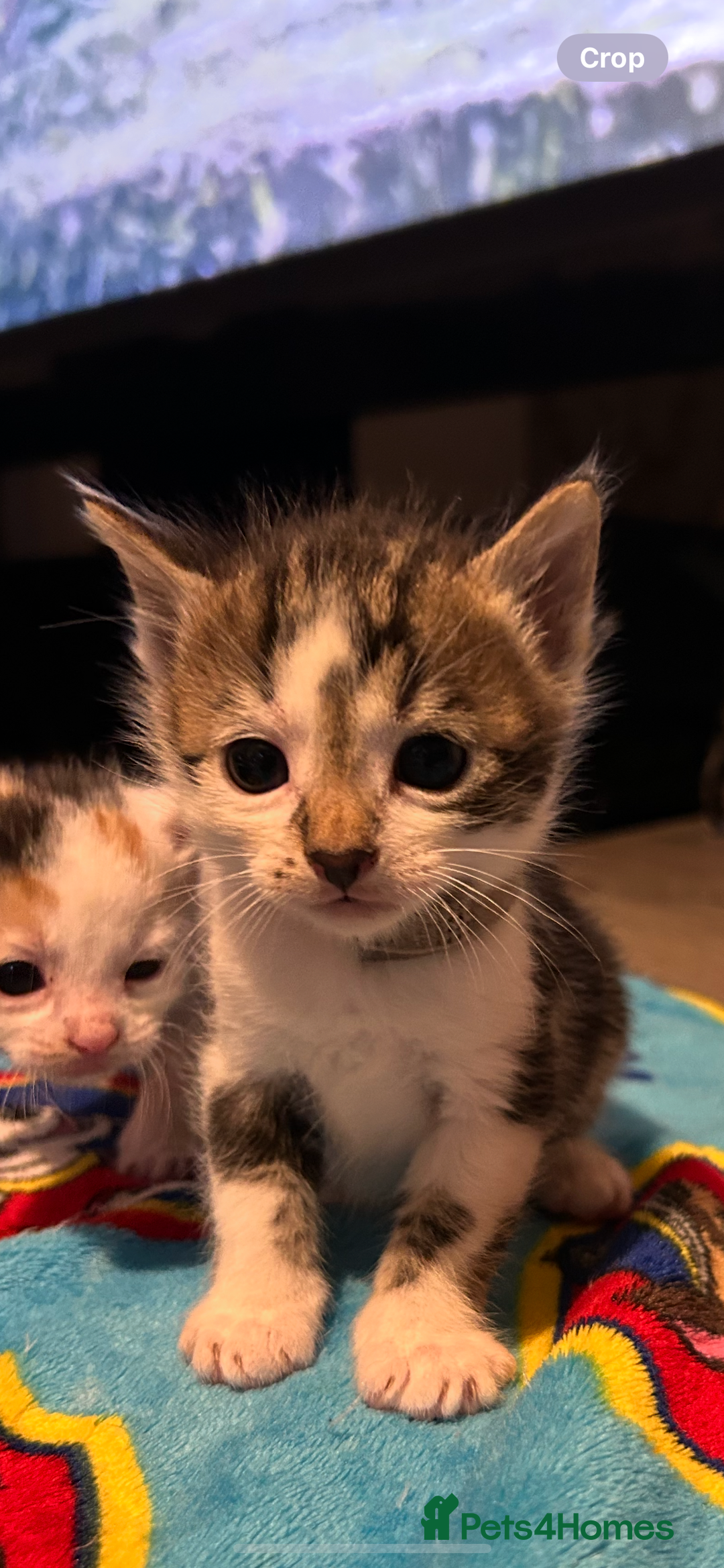 Mixed Breed cats for sale: 11 beautiful kittens  - Image 16