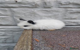 Lionhead rabbits for sale: Wonderful bunnies 07405173733  - Image 22