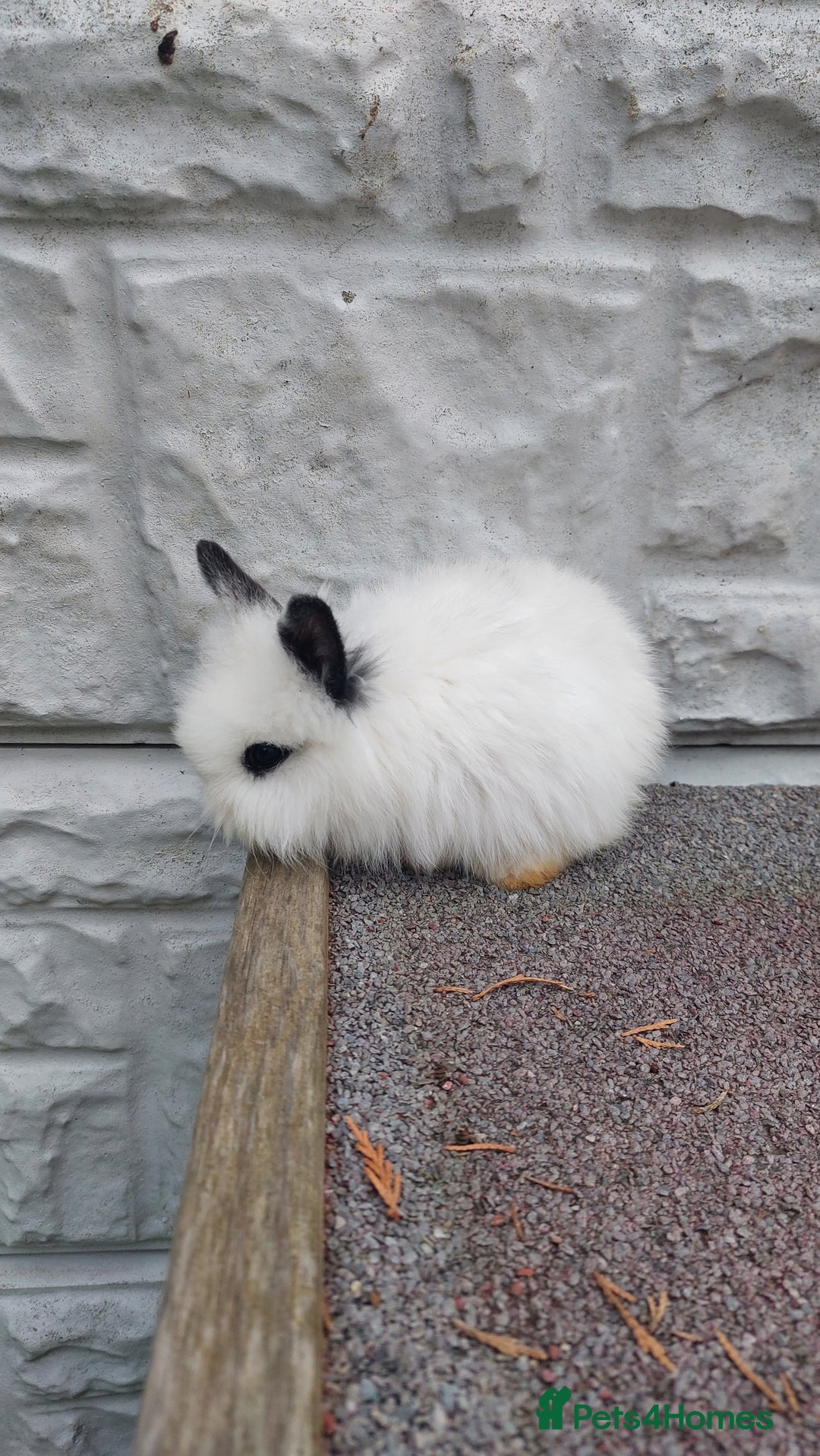 Lionhead rabbits for sale: Wonderful bunnies 07405173733  - Image 22